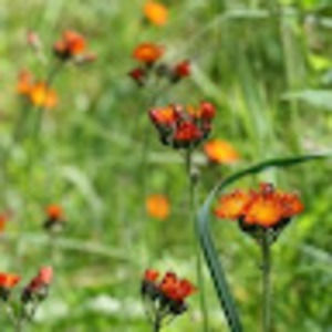 Meet your Posher, Madeleine